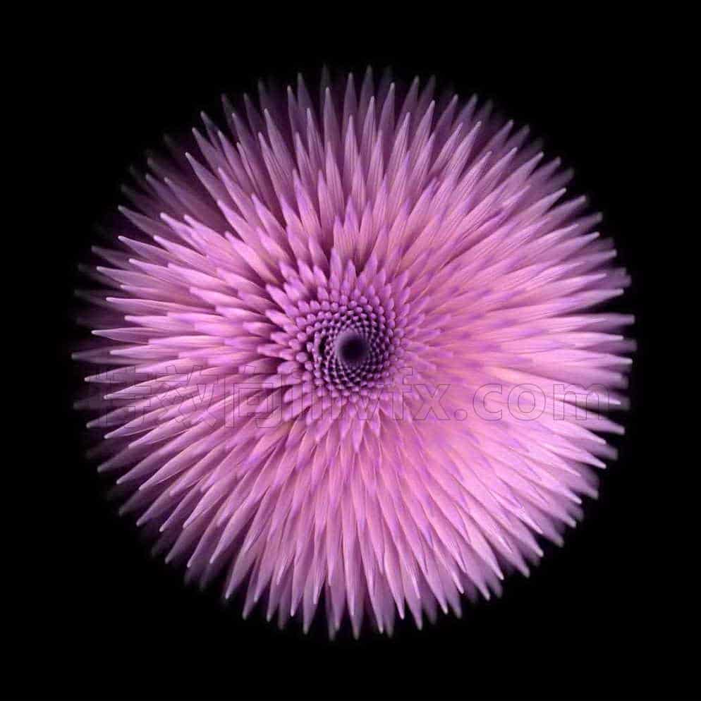 houdini植物开花b工程文件