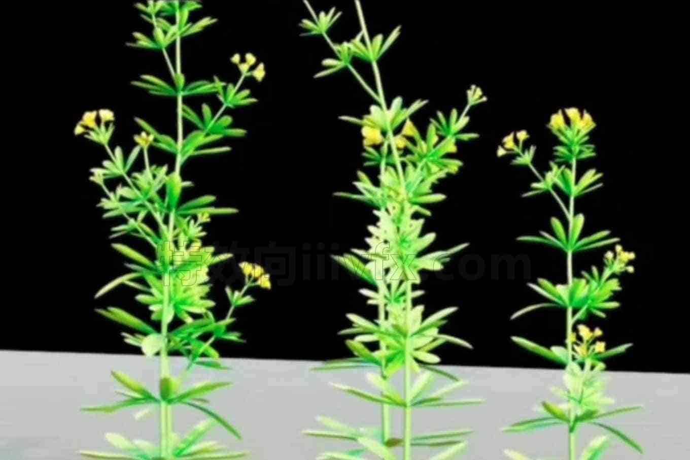 houdini开花植物生长