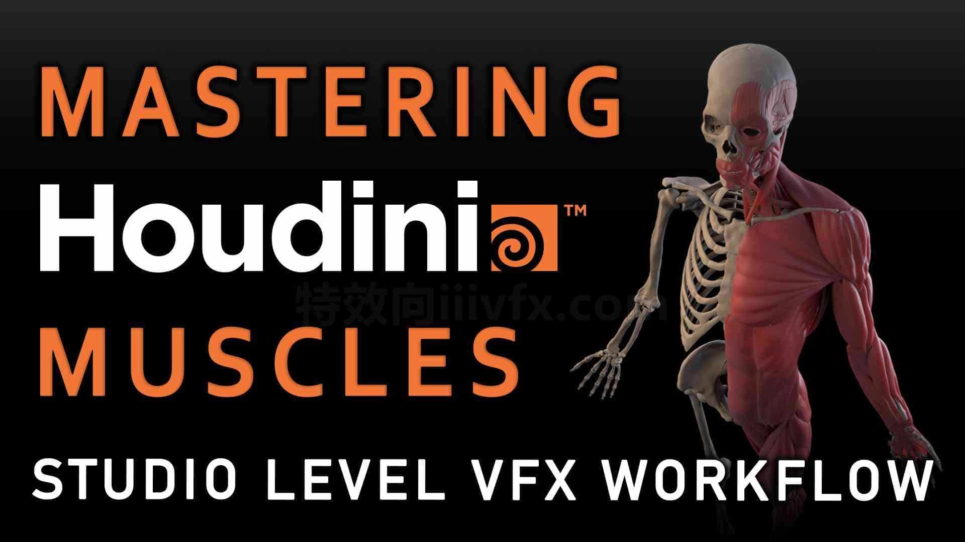 【26号下午更毕 请重新保存网盘】掌握Houdini20.5肌肉系统Muscles特效工作流  特效向专业翻译