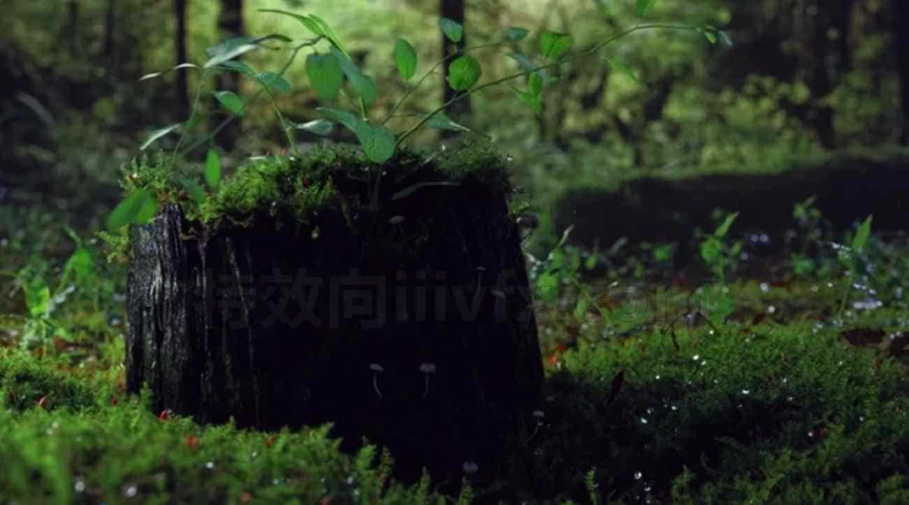影视级雨林效果rainy forest cinemagraph雨打植物