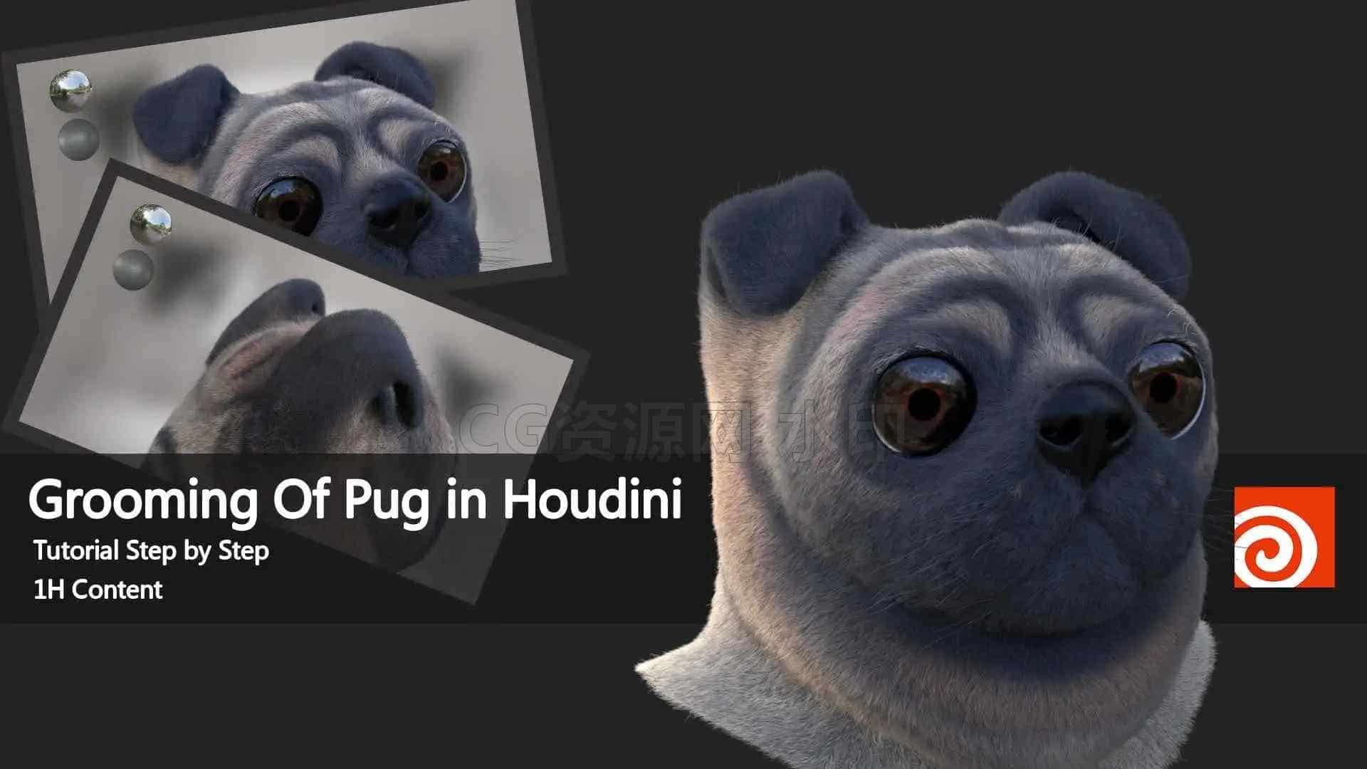第31篇 Houdini制作写实哈巴狗毛发grooming of pug in houdini-B站/公众号:特效向