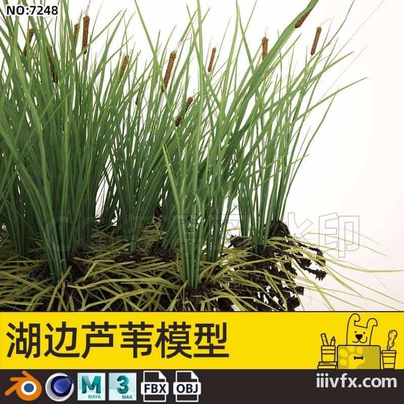 blender模型A7248_湖边芦苇模型-870G模型-B站/公众号:特效向