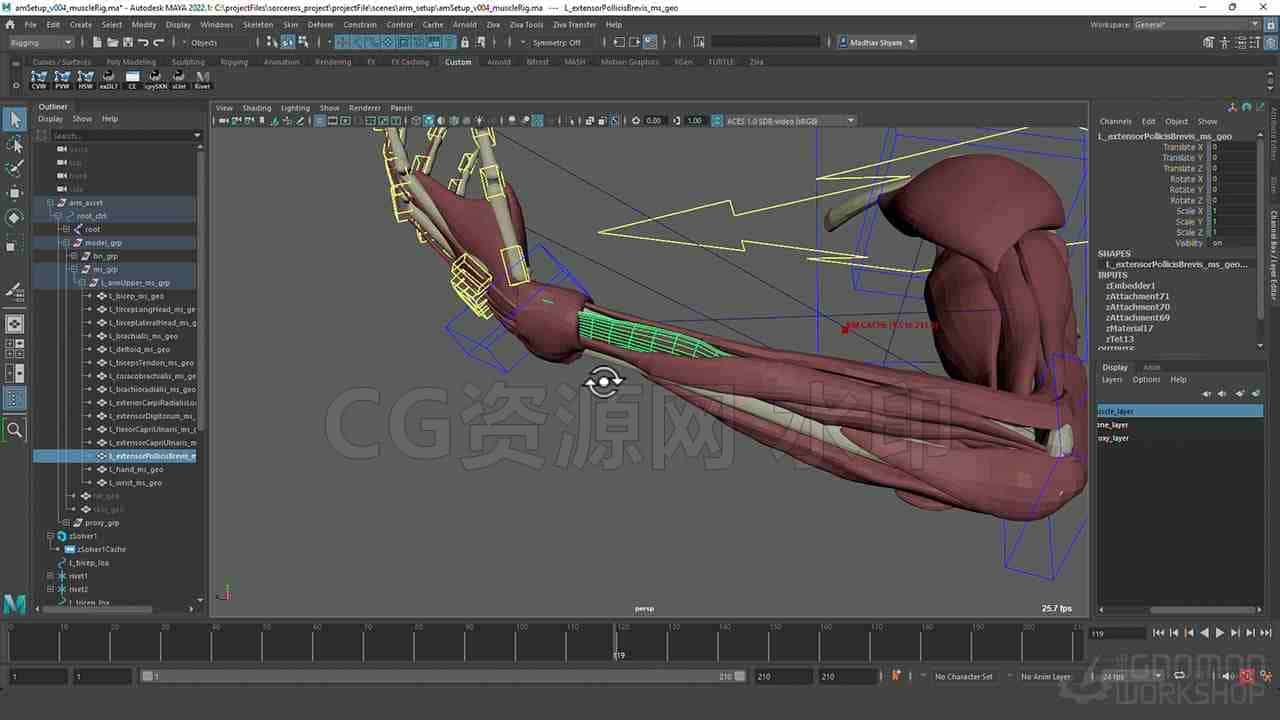 Maya Ziva插件肌肉绑定动画教程 Introduction to Ziva VFX Volume 1-B站/公众号:特效向
