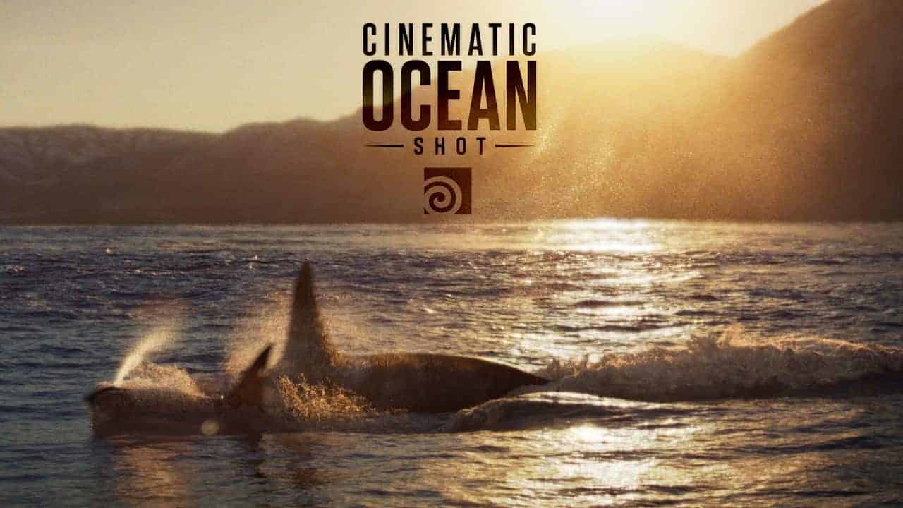 Houdini虎鲸出水工程鲨鱼出水跳水Create Ocean FX in Houdini | FLIP Simulation Tutorial + Project Files