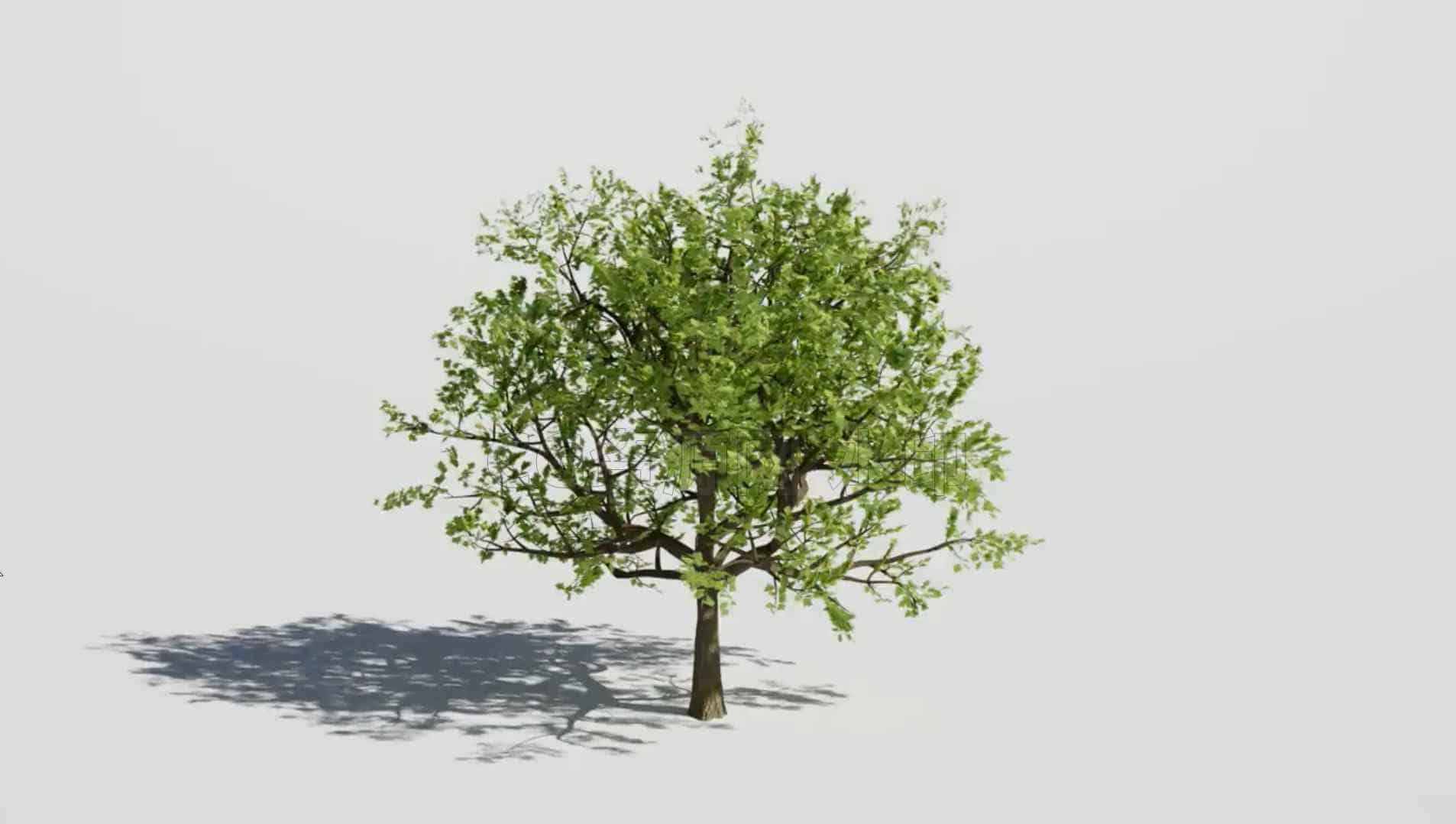houdini树木创造KineFX和Labs Tree工具的程序增长教程学校动力学树木-B站/公众号:特效向