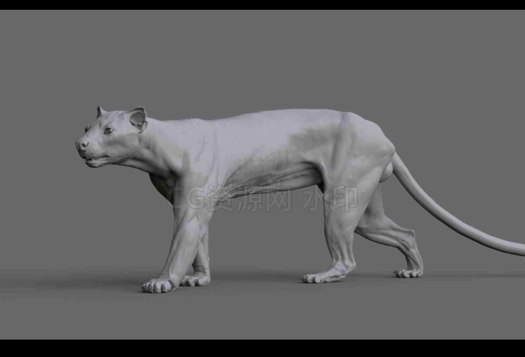 Maya动物解剖学-美洲豹建模雕刻教程Animal Anatomy Modeling a Fossa-B站/公众号:特效向